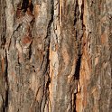 Calocedrus decurrens ecorce